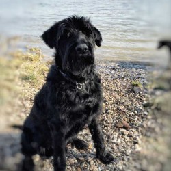 Hunde-frei-Zeit mit Riesenschnauzer am Rhein