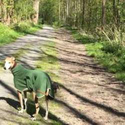 Hunde-frei-Zeit mit Galgo im Wald